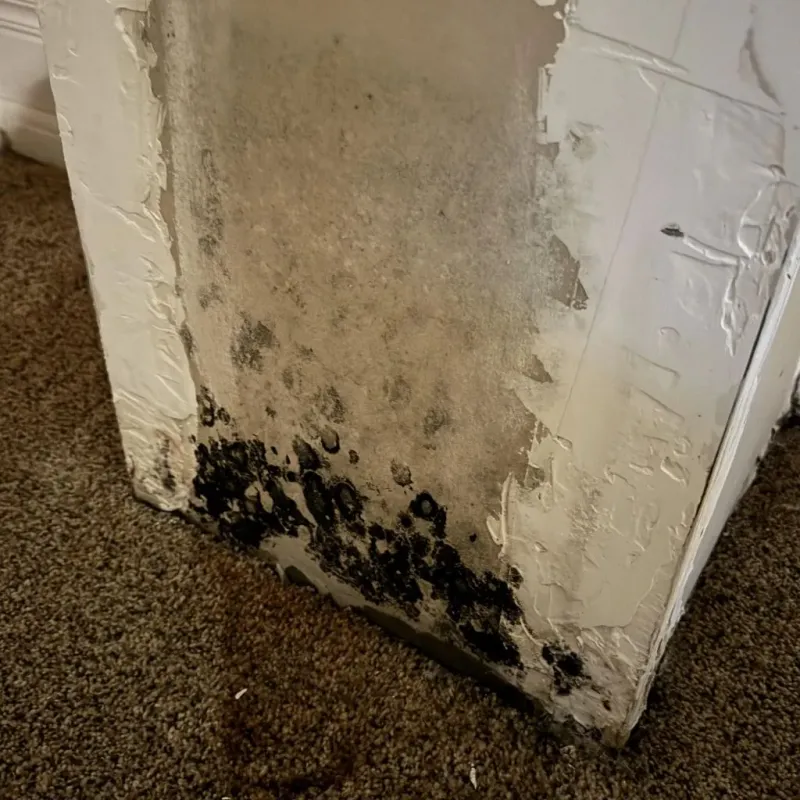 Professional Mold Removal in Morris County, KS